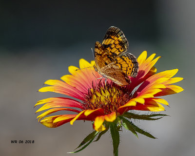 5F1A8739_Pearl_Crescent.jpg