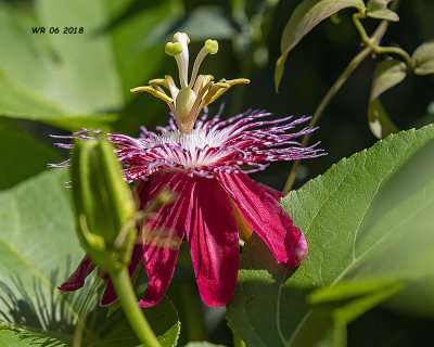 5F1A9109_Passionflower_.jpg