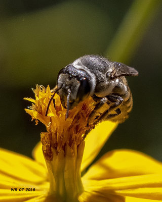5F1A9921_Parallel_Leafcutter_Bee_Megachile_parallela_.jpg