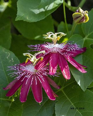 5F1A0247_Passion_flower_.jpg