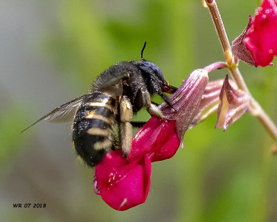 5F1A0333_tabaniformis_parkinsoniae_.jpg