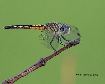 5F1A0992_Blue_Dasher_.jpg