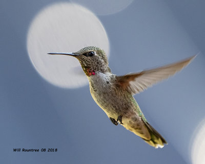 5F1A1667_Annas_Hummingbird_imm_m_.jpg