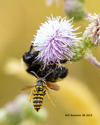 5F1A1729_Yellow_Jacket_and_bee_.jpg