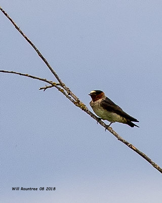 5F1A2040_Cliff_Swallow_.jpg