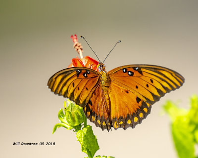 5F1A3705_Gulf_Fritillary_.jpg