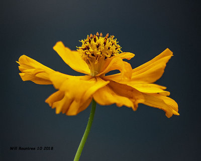 5F1A4382_Sulphur_Cosmos_.jpg