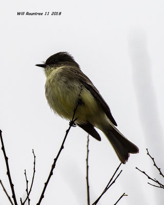 5F1A5906_Eastern_Phoebe_.jpg