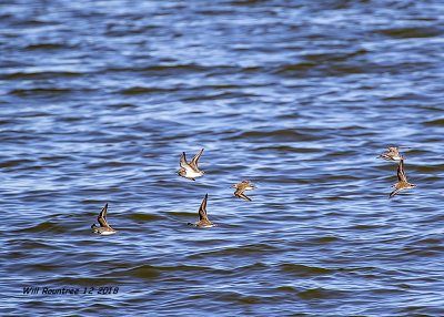 5F1A5990_Semipalmated_Sandpipers_.jpg