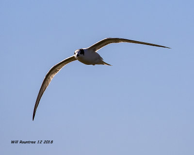 5F1A6212_Laughing_Gull_.jpg