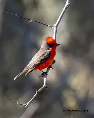 5F1A6413_Vermillion_Flycatcher_.jpg