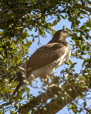 5F1A6507_Redtail_Hawk_.jpg