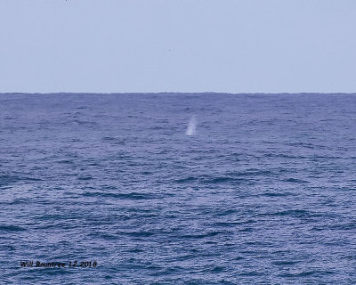 5F1A7007_possible_Gray_Whale_.jpg
