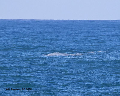 5F1A7060_possible_Gray_Whale_.jpg