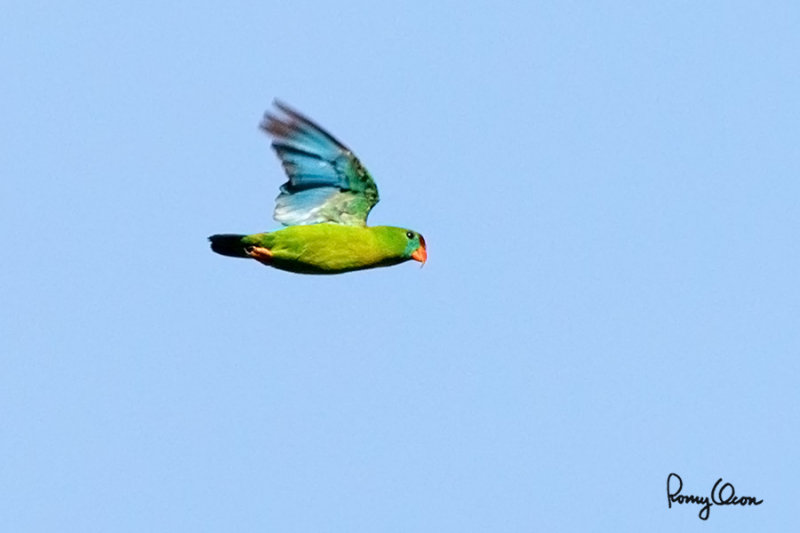 RO726968-100crop.jpg
