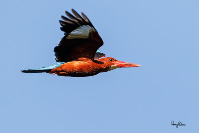 Birds-in-flight along the Bued River
