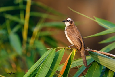 Yellow-vented Bulbul (Pycnonotus goiavier , resident) 

Habitat: Common in gardens, urban areas and grasslands but not in mature forests. 

Shooting Info - Bued River, Rosario, La Union, Philippines, May 3, 2017, EOS 7D MII + EF 400 DO IS II, 
400 mm, f/4, 1/2000 sec, ISO 640, manual exposure in available light, hand held, 7.75 m. distance, near full frame resized to 1500 x 1000.