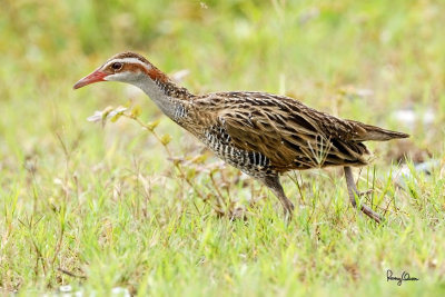 Buff-banded Rail (Gallirallus philippensis philippensis, endemic race)

Habitat - Marshes, ricefields and open grasslands.

Shooting info - San Roque, San Manuel, Pangasinan, Philippines, July 4, 2017, EOS 7D MII + EF 400 f/4 DO II + EF 1.4x TC III,
560 mm, 1/640 sec, f/7.1, ISO 320, manual exposure in available light, hand held, uncropped full frame resized to 1500 x 1000.