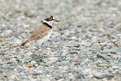 Little Ringed-Plover (Charadrius dubius, migrant)

Habitat - Common, from ricefields to river beds. 

Shooting info - San Roque, San Manuel, Pangasinan, Philippines, July 4, 2017, EOS 7D MII + EF 400 f/4 DO II + EF 1.4x TC III,
560 mm, 1/320 sec, f/7.1, ISO 320, manual exposure in available light, hand held, near full frame resized to 1500 x 1000.
