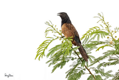 Lesser Coucal (Centropus bengalensis philippinensis, endemic race)

Habitat - Grassland and open country. 

Shooting info - San Roque, San Manuel, Pangasinan, Philippines, July 4, 2017, EOS 7D MII + EF 400 f/4 DO II + EF 1.4x TC III,
560 mm, 1/400 sec, f/6.3, ISO 320, manual exposure in available light, hand held, major crop resized to 1500 x 1000.