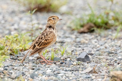 Oriental Skylark (Alauda gulgula, resident)

Habitat - Uncommon in open country on the ground.

Shooting info - San Roque, San Manuel, Pangasinan, Philippines, July 4, 2017, EOS 7D MII + EF 400 f/4 DO II + EF 1.4x TC III,
560 mm, 1/400 sec, f/6.3, ISO 320, manual exposure in available light, hand held, near full frame resized to 1500 x 1000.