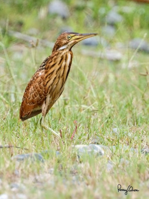 Cinnamon Bittern (Ixobrychus cinnamomeus, resident)

Habitat: Ricefields, marshes and mangroves. 

Shooting info - San Roque, San Manuel, Pangasinan, Philippines, July 4, 2017, EOS 7D MII + EF 400 f/4 DO II + EF 1.4x TC III,
560 mm, 1/1000 sec, f/5.6, ISO 320, manual exposure in available light, hand held, major crop resized to 1500 x 1000.