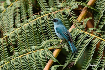 Mountain Verditer-Flycatcher (Eumyias panayensis, resident, male)

Habitat - Mountain forests above 800 m. 

Shooting info - Elev. 1526 m ASL, Camp John hay Eco Trail, Baguio City, October 1, 2017, 7D MII + EF 400 DO IS II + 1.4x TC III, 
560 mm, f/5.6, 1/250 sec, ISO 1250, manual exposure in available light, hand held, major crop resized to 1500 x 1000.