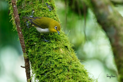 Mountain White-eye (Zosterops montanus, resident)

Habitat - All forest types above 1000 m. 

Shooting info - Elev. 1526 m ASL, Camp John hay Eco Trail, Baguio City, October 1, 2017, 7D MII + EF 400 DO IS II + 1.4x TC III, 
560 mm, f/5.6, 1/250 sec, ISO 2500, manual exposure in available light, hand held, major crop resized to 1500 x 1000.