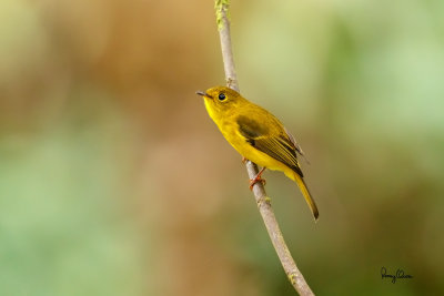 Citrine Canary-Flycatcher (Culicicapa helianthea septentrionalis, endemic race)

Habitat - Understory usually in montane forest. 

Shooting info - Elev. 1526 m ASL, Camp John hay Eco Trail, Baguio City, October 1, 2017, 7D MII + EF 400 DO IS II + 1.4x TC III, 
560 mm, f/5.6, 1/320 sec, ISO 2500, manual exposure in available light, hand held, major crop resized to 1500 x 1000.