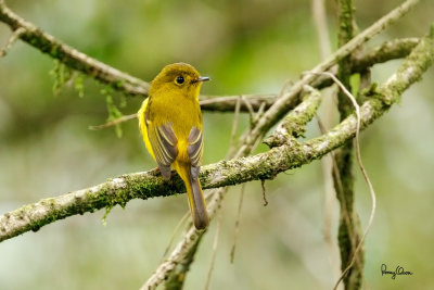 Citrine Canary-Flycatcher (Culicicapa helianthea septentrionalis, endemic race)

Habitat - Understory usually in montane forest. 

Shooting info - Elev. 1526 m ASL, Camp John hay Eco Trail, Baguio City, October 1, 2017, 7D MII + EF 400 DO IS II + 1.4x TC III, 
560 mm, f/5.6, 1/320 sec, ISO 2500, manual exposure in available light, hand held, major crop resized to 1500 x 1000.