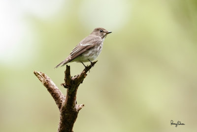 Grey-streaked Flycatcher (Muscicapa griseisticta, migrant)

Habitat - Conspicuously perches in tops of trees in forest, edge and open areas. 

Shooting info - Elev. 1526 m ASL, Camp John hay Eco Trail, Baguio City, October 1, 2017, 7D MII + EF 400 DO IS II + 1.4x TC III, 
560 mm, f/5.6, 1/320 sec, ISO 1250, manual exposure in available light, hand held, major crop resized to 1500 x 1000.