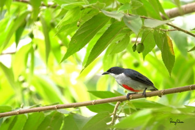 Red-keeled Flowerpecker (Dicaeum australe, a Philippine endemic, adult)

Habitat - Canopy of forest, edge and flowering trees.

Shooting info  extracted from a 3840 x 2160 (4K) footage, filmed in natural habitat at Bued River, Northern Philippines on July 27, 2018, Sony RX10 Mark IV + Uniqball UBH45 + Manfrotto 455B tripod, 
600 mm (equiv.), f/5.6, ISO 200, 1/60 sec, manual exposure in available light, manual focus, Steadyshot off.