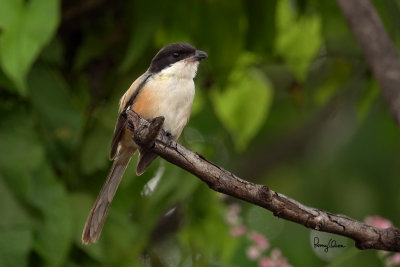 Long-tailed Shrike (Lanius schach, resident) 

Habitat - Open country and scrub. 

Shooting info - Bued River, La Union, northern Philippines, September 17, 2018, frame grab from a 4K video capture, Sony RX10 Mark IV + Uniqball UBH45 + Manfrotto 455B tripod, 
600 mm (equiv.), f/5, ISO 100, manual exposure, near full frame resized to 1500 x 1000.
