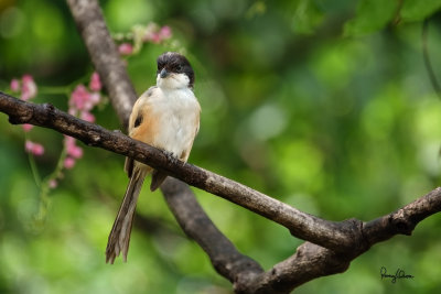 Long-tailed Shrike (Lanius schach, resident) 

Habitat - Open country and scrub. 

Shooting info - Bued River, La Union, northern Philippines, September 21, 2018, Sony RX10 Mark IV + Uniqball UBH45 + Manfrotto 455B tripod, 
600 mm (equiv.), f/4.5, ISO 100, 1/160 sec, manual exposure, ARW capture, near full frame resized to 1575 x 1050.