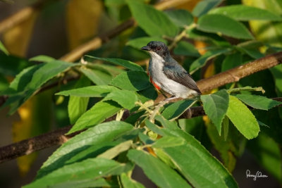 Red-keeled Flowerpecker (Dicaeum australe, a Philippine endemic)

Habitat - Canopy of forest, edge and flowering trees.

Shooting info - Bued River, Rosario, La Union, Philippines, September 25, 2018, Sony RX10 Mark IV + Uniqball UBH45 + Manfrotto 455B tripod,
600 mm (equiv.), f/5.6, ISO 100, 1/500 sec, manual exposure, ARW capture, uncropped full frame resized to 1500 x 1000.