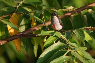 Red-keeled Flowerpecker (Dicaeum australe, a Philippine endemic)

Habitat - Canopy of forest, edge and flowering trees.

Shooting info - Bued River, Rosario, La Union, Philippines, September 25, 2018, Sony RX10 Mark IV + Uniqball UBH45 + Manfrotto 455B tripod,
600 mm (equiv.), f/5.6, ISO 200, 1/800 sec, manual exposure, ARW capture, near full frame resized to 1500 x 1000.