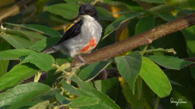 Red-keeled Flowerpecker (Dicaeum australe, a Philippine endemic)

Habitat - Canopy of forest, edge and flowering trees.

Shooting info - Bued River, La Union, northern Philippines, September 25, 2018, frame grab from a 4K video capture, Sony RX10 Mark IV + Uniqball UBH45 + Manfrotto 455B tripod,
600 mm (equiv.), f/8, ISO 100, 1/60 sec, manual exposure, near full frame resized to 1280 x 720.