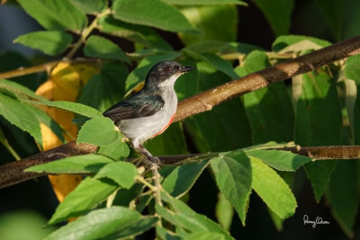 Red-keeled Flowerpecker (Dicaeum australe, a Philippine endemic)

Habitat - Canopy of forest, edge and flowering trees.

Shooting info - Bued River, Rosario, La Union, Philippines, September 25, 2018, Sony RX10 Mark IV + Uniqball UBH45 + Manfrotto 455B tripod,
600 mm (equiv.), f/5.6, ISO 100, 1/500 sec, manual exposure, ARW capture, near full frame resized to 1500 x 1000.