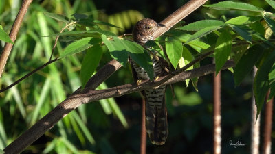 Brush Cuckoo (Cacomantis variolosus, resident, immature) 

Habitat - Coastal mangrove to montane mossy forest.

Shooting info - Bued River, La Union, northern Philippines, September 22, 2018, frame grab from a 4K video capture, Sony RX10 Mark IV + Uniqball UBH45 + Manfrotto 455B tripod,
600 mm (equiv.), f/8, ISO 100, 1/60 sec, manual exposure, near full frame resized to 1920 x 1080.