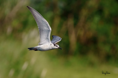 Whiskered Tern (Chlidonias hybridus, migrant, non-breeding plumage)

Habitat - Bays, tidal flats to ricefields.

Shooting Info - Sto. Tomas, La Union, Philippines, October 16, 2018, Sony RX10 IV,
600 mm (equiv.), f/4.5, 1/2000 sec, ISO 200, manual exposure in available light, hand held, 9 MP crop resized to 1500 x 1000. 