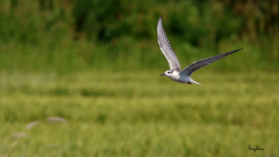 Whiskered Tern (Chlidonias hybridus, migrant, non-breeding plumage)

Habitat - Bays, tidal flats to ricefields.

Shooting Info - Sto. Tomas, La Union, Philippines, October 16, 2018, Sony RX10 IV,
600 mm (equiv.), f/5.6, 1/2000 sec, ISO 320, manual exposure in available light, hand held, 10.4 MP crop resized to 1920 x 1080. 