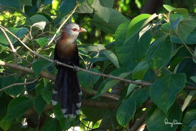 Scale-feathered Malkoha (Phaenicophaeus cumingi, endemic to the Philippines) 

Habitat - Fairly common in forest, edge and second growth up to 2000 m. 

Shooting info  frame grab from a footage filmed in natural habitat on November 24, 2018, along the banks of Bued River, La Union, Philippines, Sony RX10 IV + Uniqball UBH45 + Manfrotto 455B tripod, 
600 mm (equiv.), f/8, ISO 100, 1/60 sec, manual exposure in available light, Steadyshot off, 4K/29.97p capture processed to 1200x800.