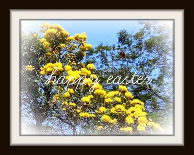 Golden Trumpet Tree