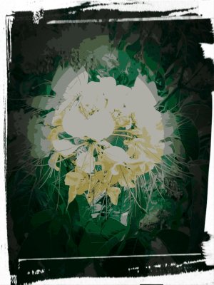 Summer Flower