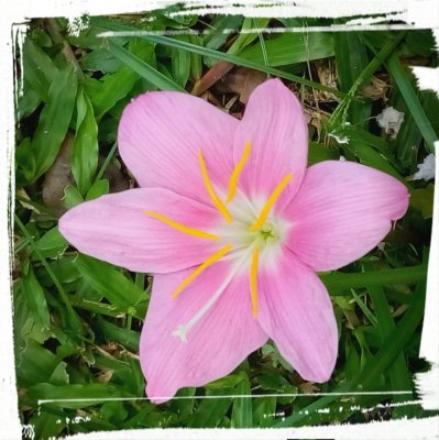 a little pink flower