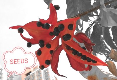 Seeds