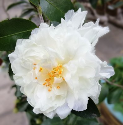 white camellia 