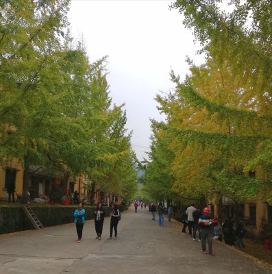 a street lined with ginkgo trees 