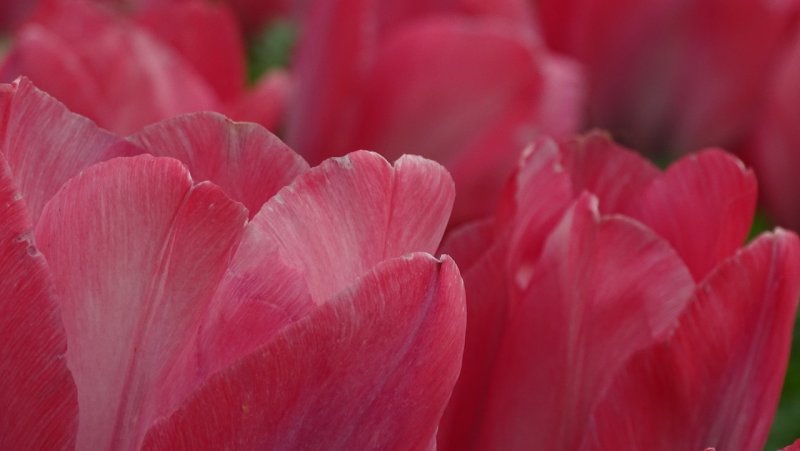 Filoli Tulips