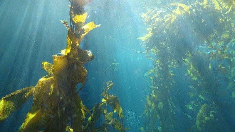 Monterey Bay Aquarium Kelp Forest